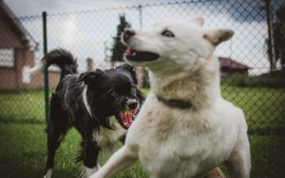 A Happy Heart & an Angry Dog!