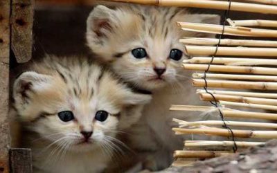ஆத்தும பிணைப்புகளில் உள்ள ஆபத்துகள் – வெல்லுங்கள்!