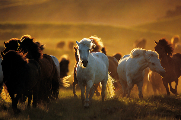 horse group wallpaper horses