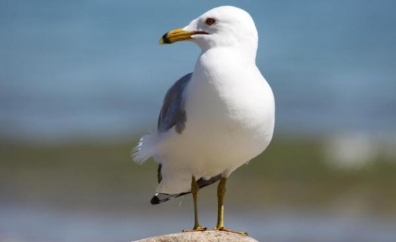 seagull3