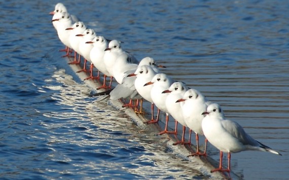 seagulls