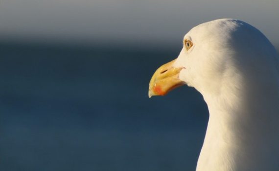 seagulls2