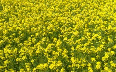 Les Dynamismes De La Foi